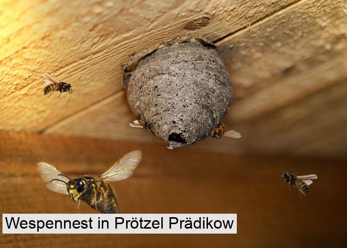 Wespennest in Prötzel Prädikow